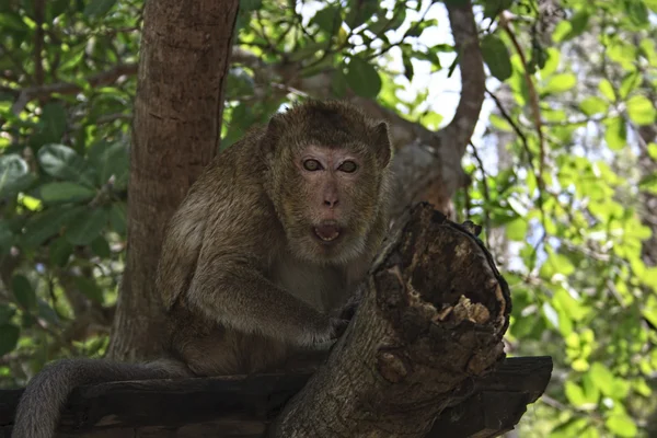 Makaak monkey — Stockfoto