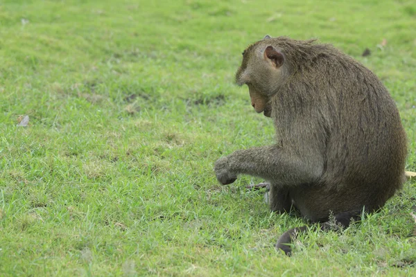 Makaak monkey — Stockfoto