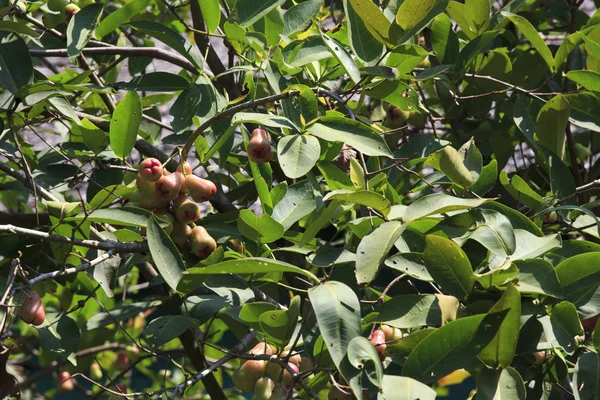 Cashewtreet – stockfoto