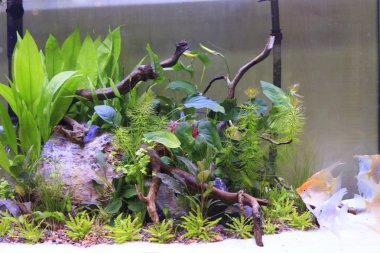 tropikal sucul bitkiler