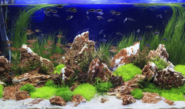 Aquatic plants in tropical — Stock Photo, Image