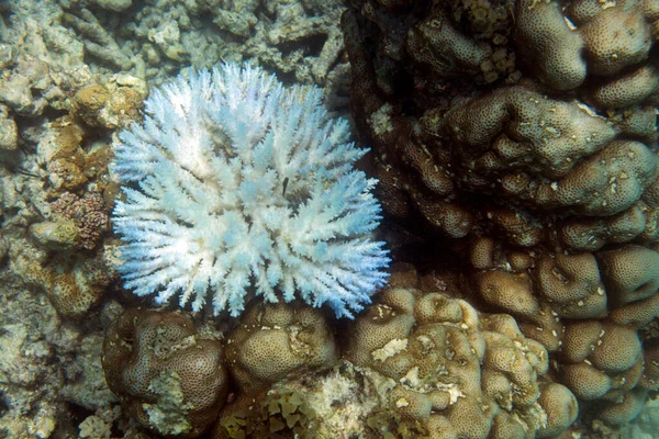 Résistance Des Coraux Dans Les Récifs Coralliens Menacés Des Seychelles — Photo