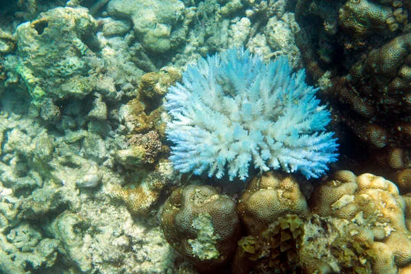 塞舌尔濒危珊瑚礁的珊瑚复原力 — 图库照片