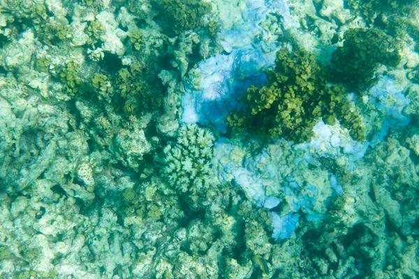 Устойчивость Кораллов Сейшельских Островах Находящихся Угрозой Исчезновения — стоковое фото