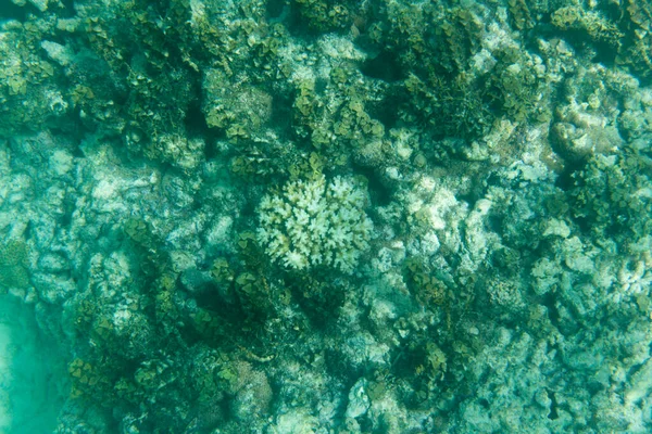 セイシェルの絶滅危惧種のサンゴ礁におけるサンゴの回復力 — ストック写真