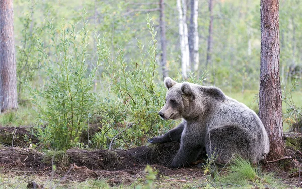 Een Beer Het Bos Zomer Finland — Stockfoto