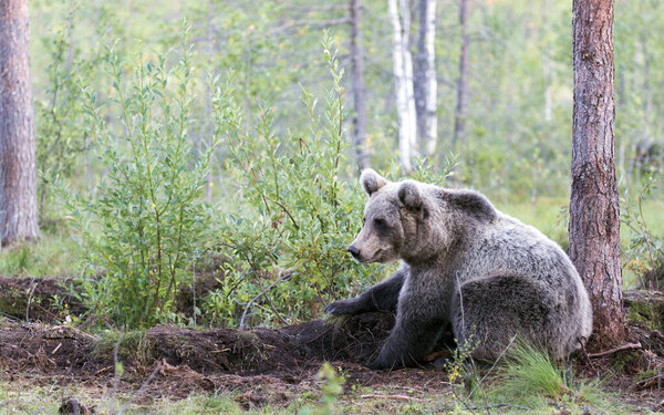 A bear in the wood during summer, Finland