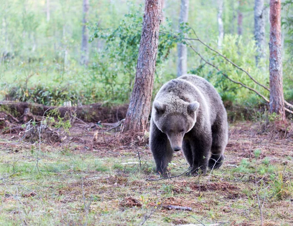 Orso Nel Bosco Durante Estate Finlandia — Foto Stock