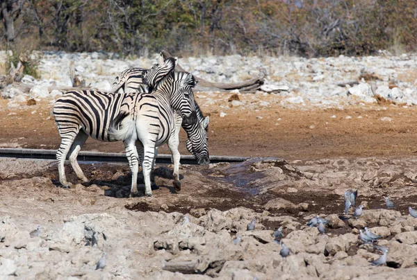 Una Foto Cebra Parque Nacional Namibia — Foto de Stock