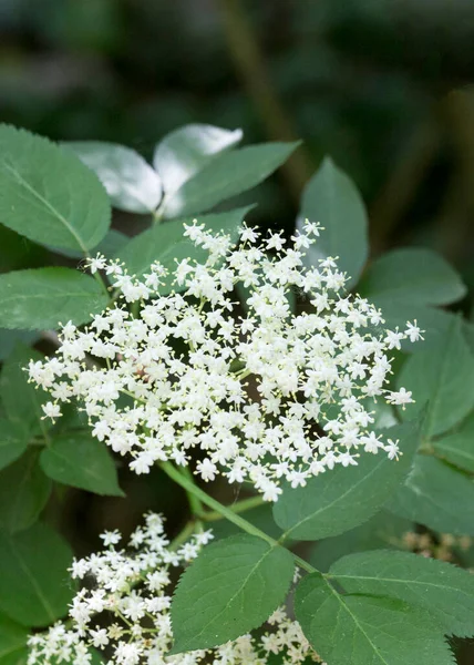 Nahaufnahme Von Sambuchi Blumen Italien — Stockfoto