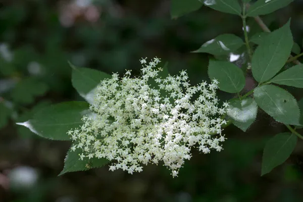 イタリアのサンブチの花のクローズアップ写真 — ストック写真