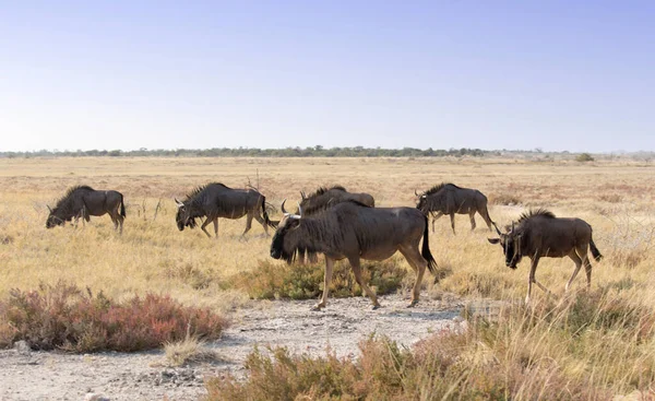 Stor Grupp Wildebeest Promenader Bort — Stockfoto