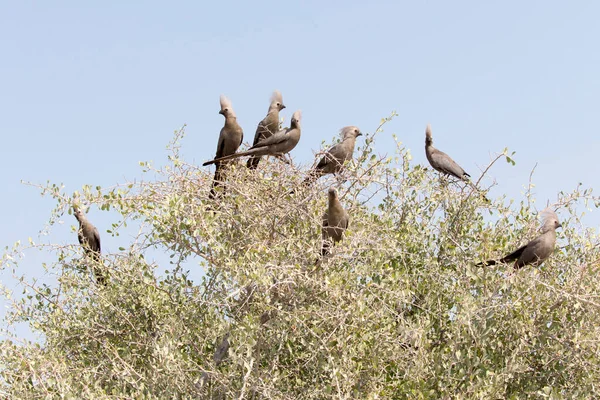 Groupe Oiseaux Gris Lourie Namibie — Photo