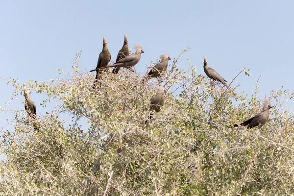 Grupo Aves Lourie Grises Namibia —  Fotos de Stock