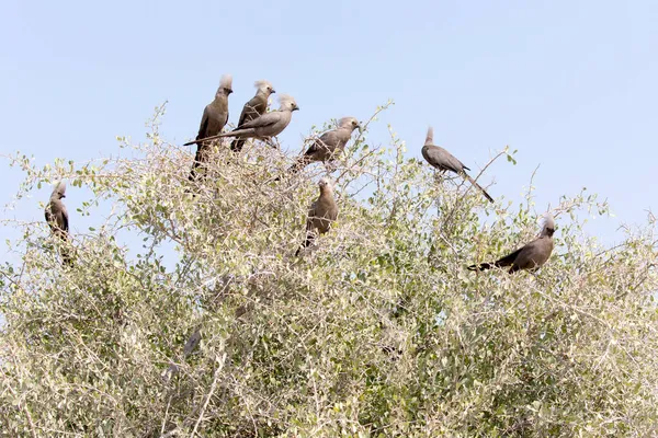 Grupa Siwych Lourie Ptaków Namibii — Zdjęcie stockowe