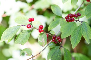 İtalya 'nın kuzeyinde Lonicera xylosteum manzarası