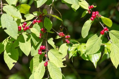 İtalya 'nın kuzeyinde Lonicera xylosteum manzarası