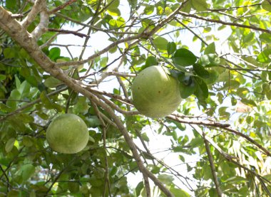 Güney Doğu Asya 'da turunçgil manzarası