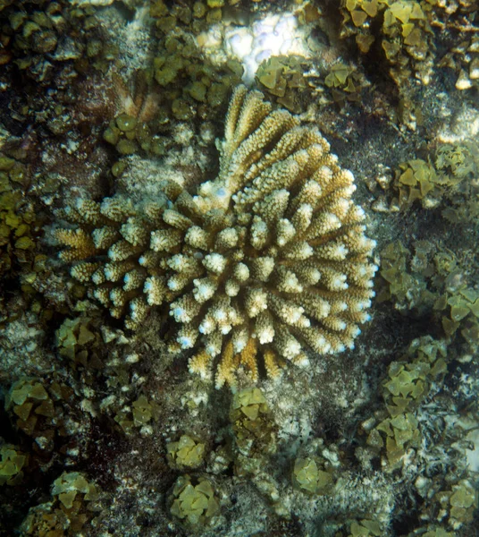 Drámai Korall Fehérítés Seychelles Szigetek Nézet — Stock Fotó