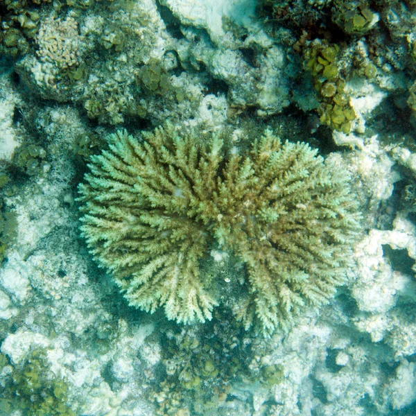 Dramatische Korallenbleiche Auf Den Seychellen — Stockfoto