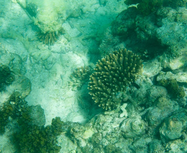 Δραματική Λεύκανση Κοραλλιών Στα Νησιά Σεϋχέλλες Άποψη — Φωτογραφία Αρχείου