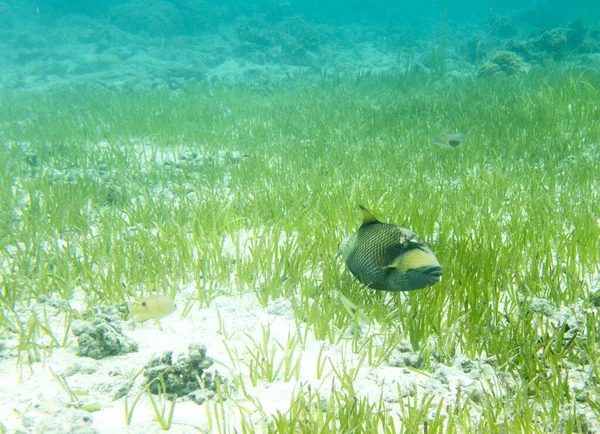 Veduta Del Pesce Balestra Titano Nelle Isole Togian Indonesia — Foto Stock