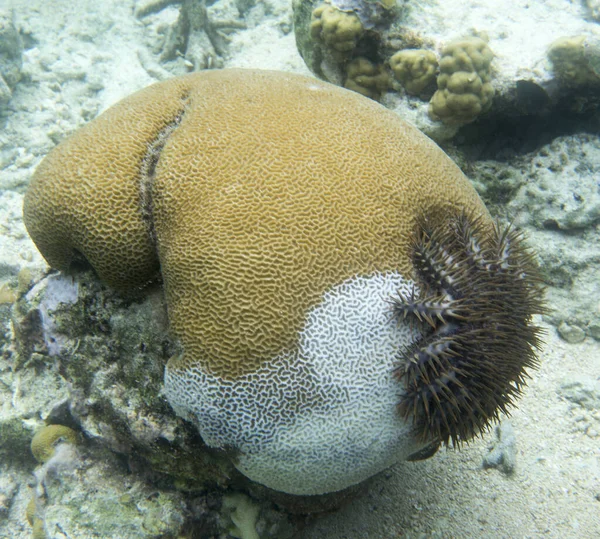 Vista Coral Atacado Por Acanthaster Planci Indonésia — Fotografia de Stock