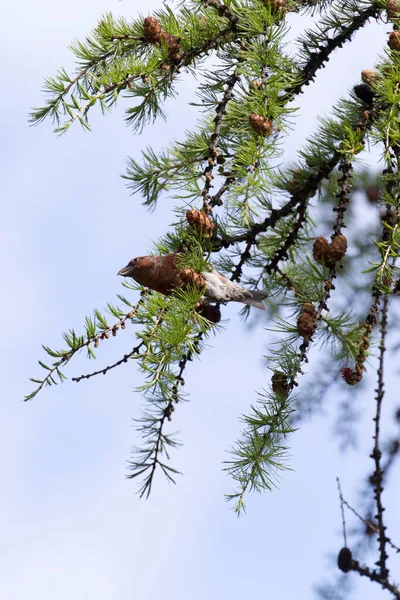 View Two Barred Crossbill North Italy — 图库照片