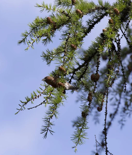 Vue Bec Croisé Deux Barres Dans Nord Italie — Photo