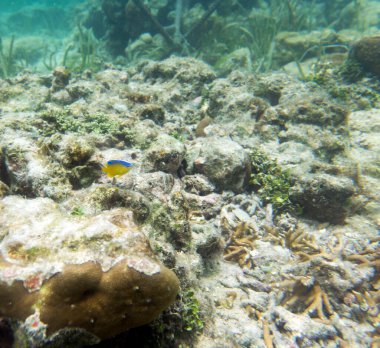 Endonezya 'da Pomacentridae familyasından bir balık