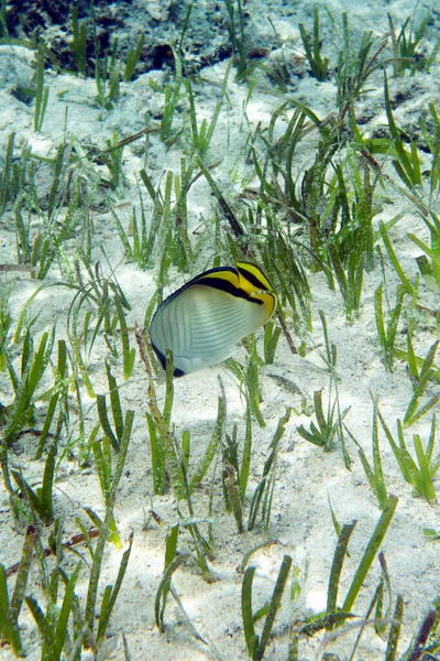 Blick Auf Chaetodon Vagabundus Indonesien — Stockfoto