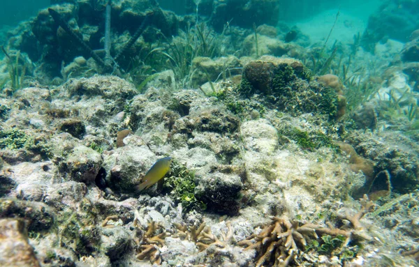 Pesce Della Famiglia Pomacentridae Indonesia — Foto Stock