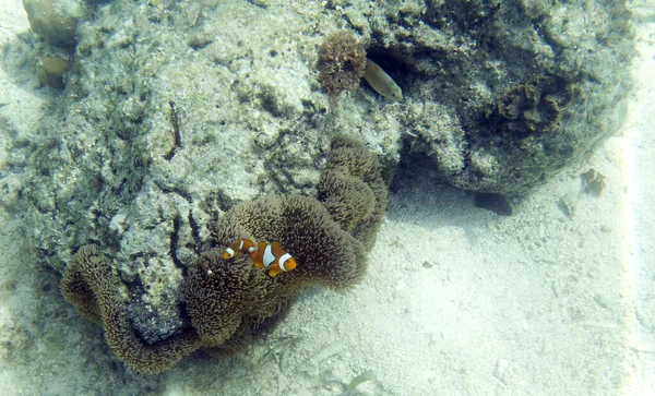 Veduta Anemone Pesci Indonesia — Foto Stock