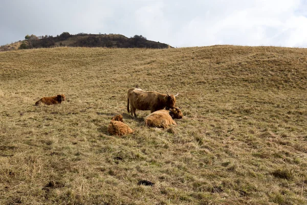 View Countryside Three Red Cows Lombardy Italy — Fotografia de Stock