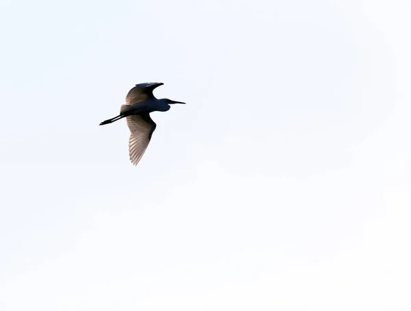 Flying Heron Silhouette White Background Italy — Stockfoto