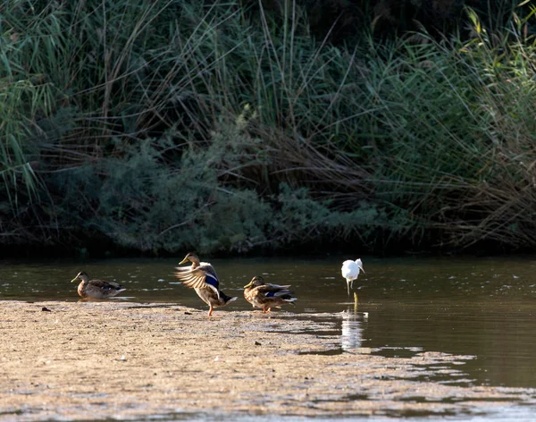 意大利撒丁岛河流上的一些鸭子 — 图库照片