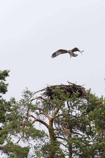 フィンランドにおける西洋の獲物の鳥の眺め — ストック写真
