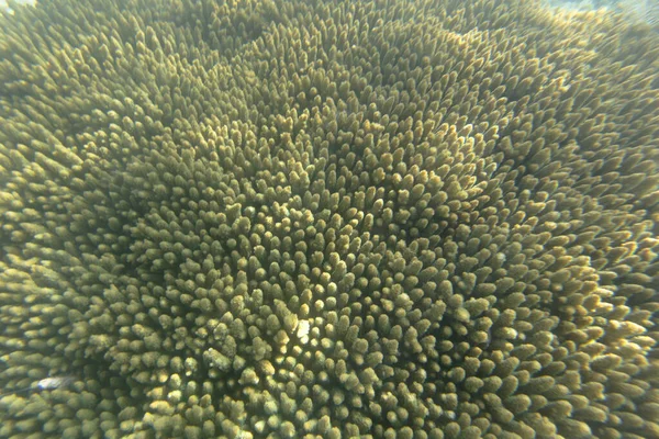 Background Photo Coral Reef New Caledonia — Stockfoto