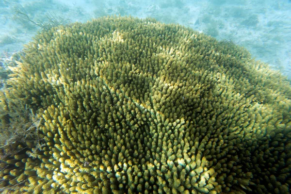Background Photo Coral Reef New Caledonia — Stockfoto
