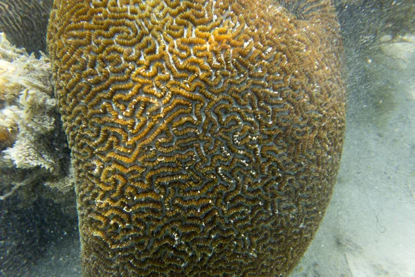 Bakgrundsfoto Korallrev Nya Kaledonien — Stockfoto