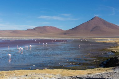 Uyuni, Bolivya 'da birçok flamingo kuşunun olduğu göl manzarası