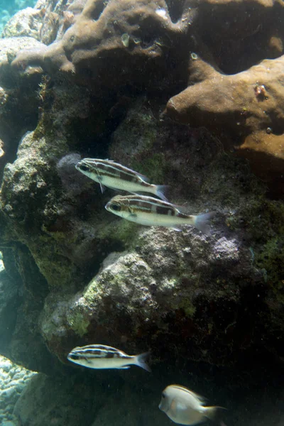 View Goatfishes Sea Indonesia — Fotografia de Stock