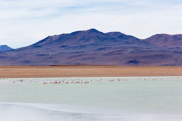 Veduta Una Laguna Nella Zona Uyuni Bolivia — Foto Stock