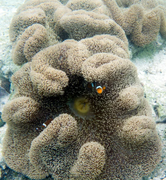 View Clownfish Anemone Indonesia — Foto de Stock