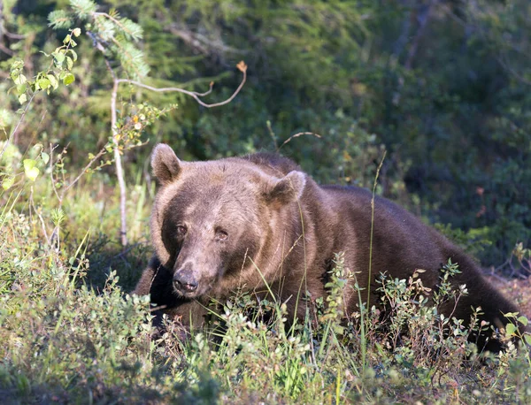 Picture Brown Bear Taken Finland — Foto Stock