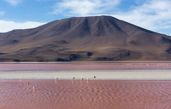 Blick Auf Die Lagune Mit Vielen Flamingos Uyuni Bolivien — Stockfoto