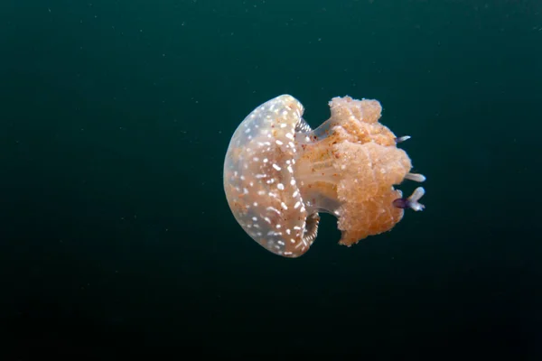 Photo Stingless Jellyfish Togean Islands Indonesia — Stock Photo, Image