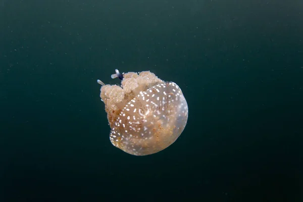 Photo Stingless Jellyfish Togean Islands Indonesia — Stock Photo, Image