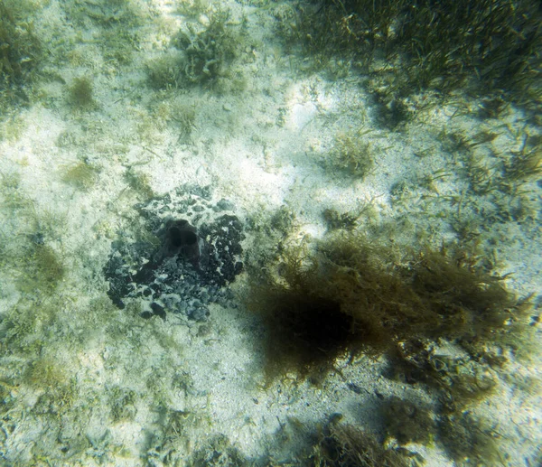 Sea Sponges View Lagoon New Caledonia — Fotografia de Stock