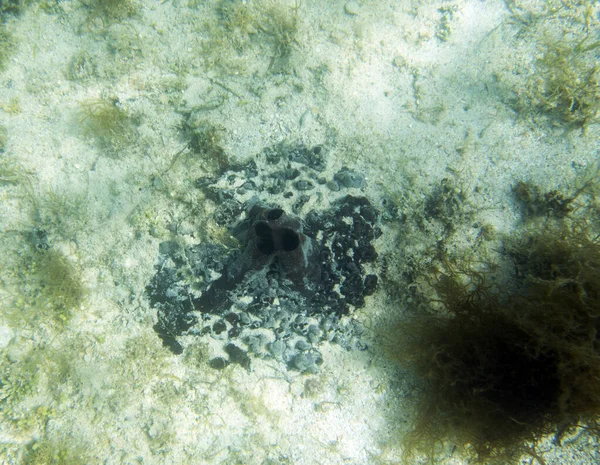 Sea Sponges View Lagoon New Caledonia — стоковое фото